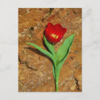 Tulipán amarillo y rojo