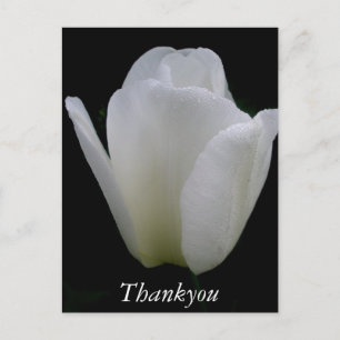 Postal Tulipán Blanco