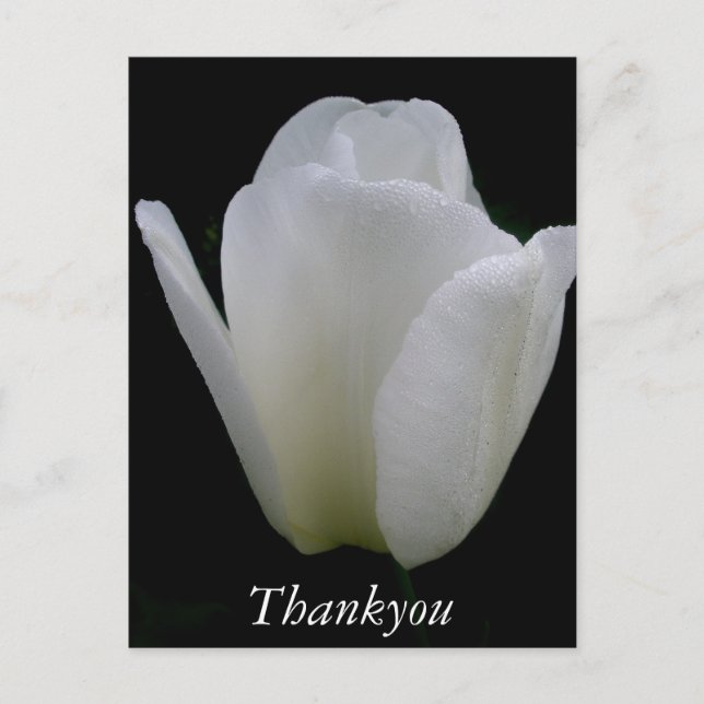 Postal Tulipán Blanco (Anverso)