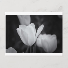 Postal Tulipán blanco y negro