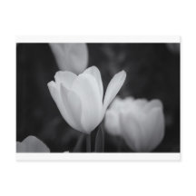 Tulipán blanco y negro
