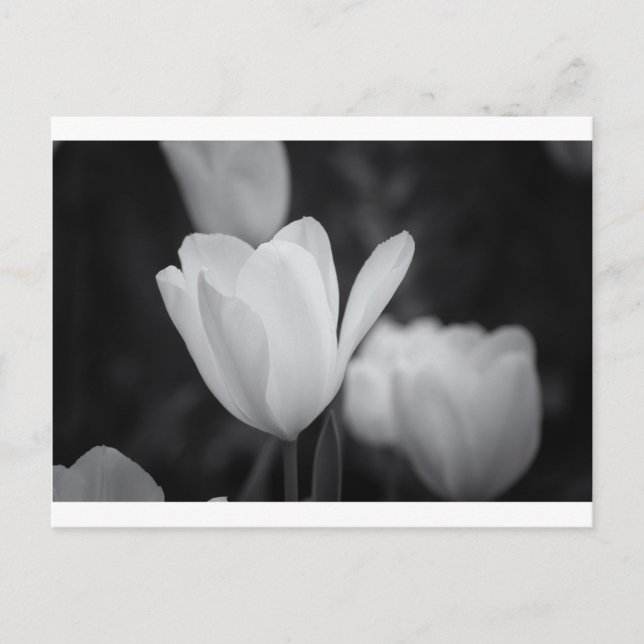 Postal Tulipán blanco y negro (Anverso)