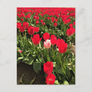 Postal Tulipán blanco y rosado en una cancha de tulipán r