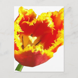 Postal tulipán cardíaco.png