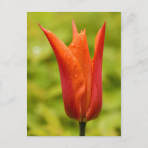 Postal Tulipán con gotas de agua 1
