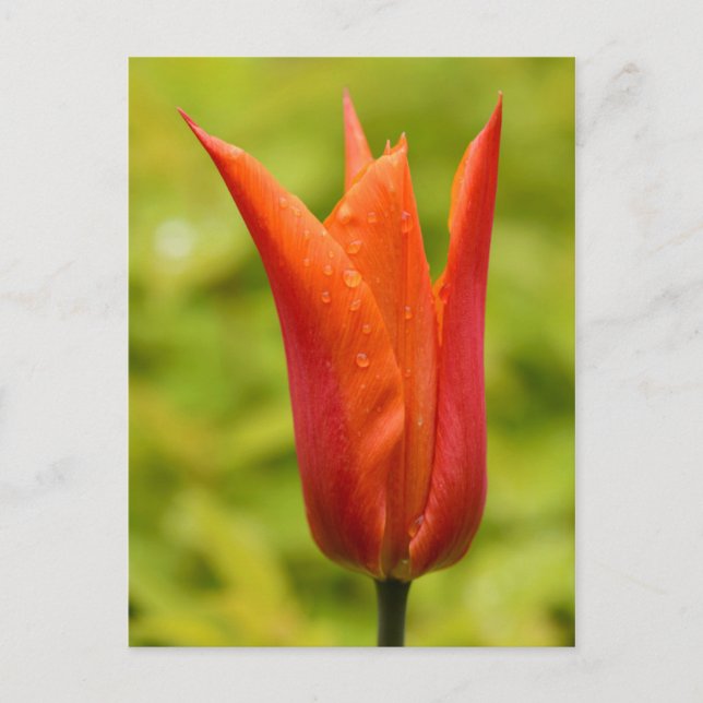 Postal Tulipán con gotas de agua 1 (Anverso)