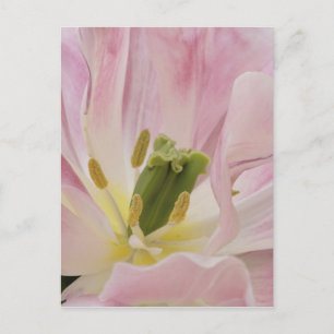 Postal Tulipán de cerca, Keukenhof Gardens, Lisse,