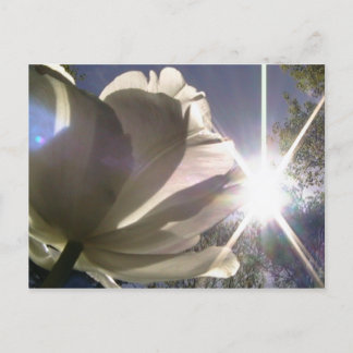 Postal tulipán del angelique