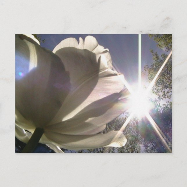 Postal tulipán del angelique (Anverso)