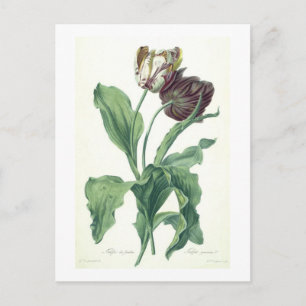 Postal Tulipán del jardín, de 'Opera Botánica', grabado p