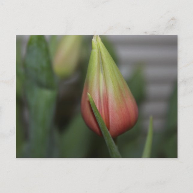 Postal Tulipán en ciernes #2 (Anverso)