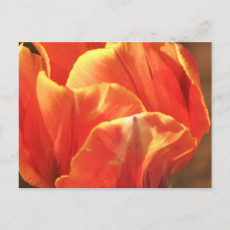 Postal Tulipán en llamas