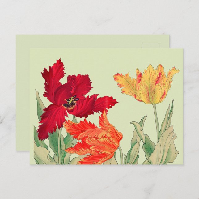 Postal Tulipán loro, floral (Anverso / Reverso)