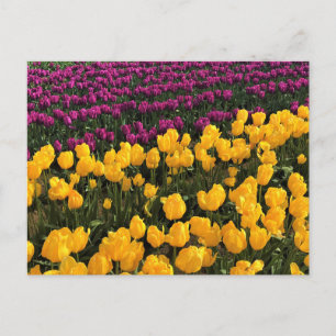 Postal Tulipán morado y amarillo, Oregón