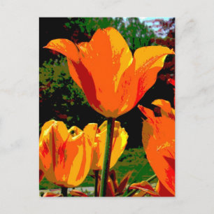 Postal tulipán naranja