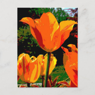 Postal tulipán naranja