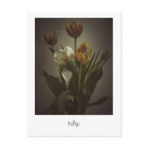 "Tulipán" por Heidi Rondak Photography