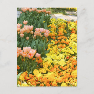 Postal Tulipán [postal]