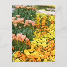 Postal Tulipán [postal]