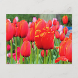 Postal Tulipán [postal]