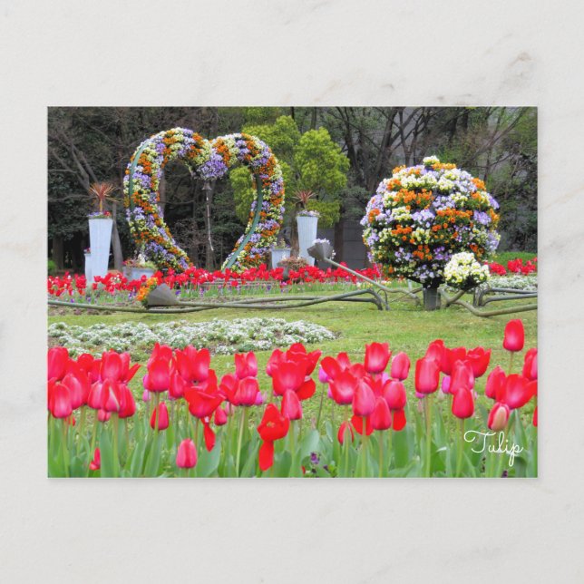 Postal Tulipán [postal] (Anverso)
