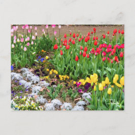 Postal Tulipán [postal]