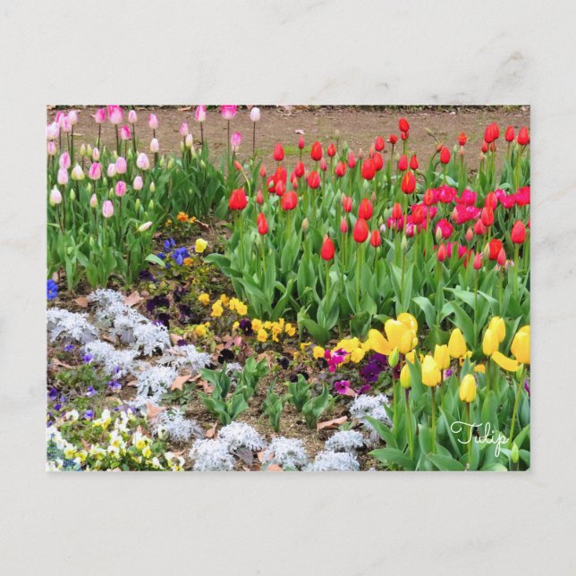 Postal Tulipán [postal] (Anverso)