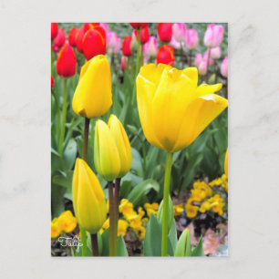 Postal Tulipán [postal]
