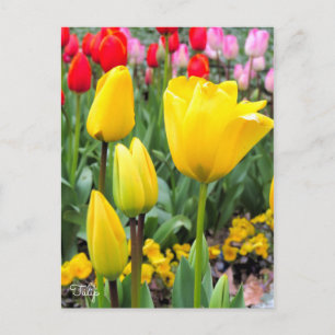 Postal Tulipán [postal]