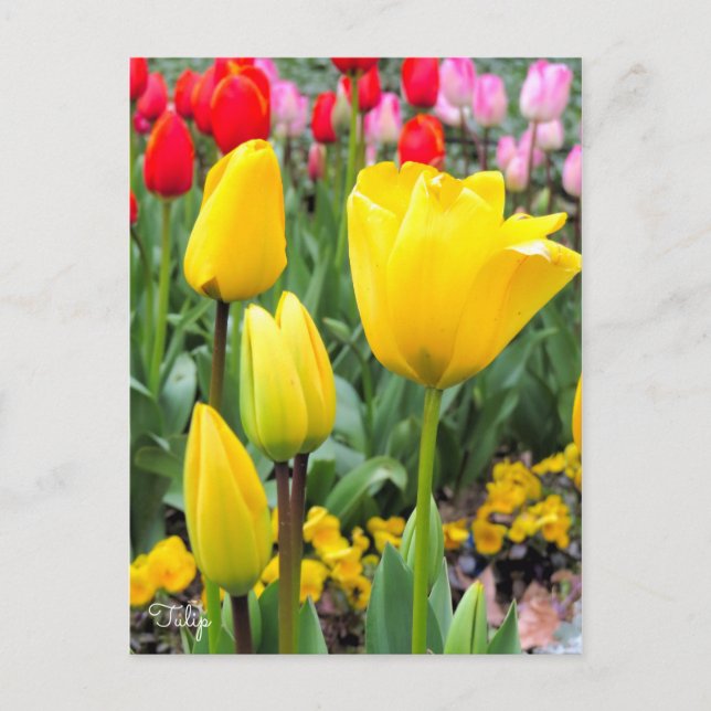 Postal Tulipán [postal] (Anverso)