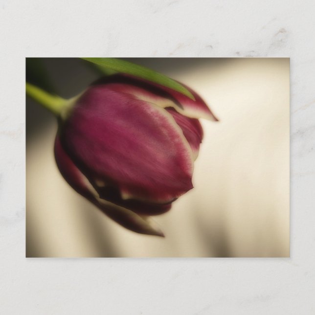 Postal Tulipán (postal) (Anverso)