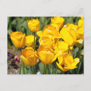 Postal Tulipán [postal]