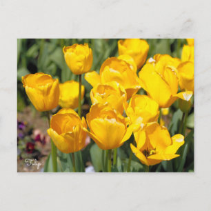 Postal Tulipán [postal]