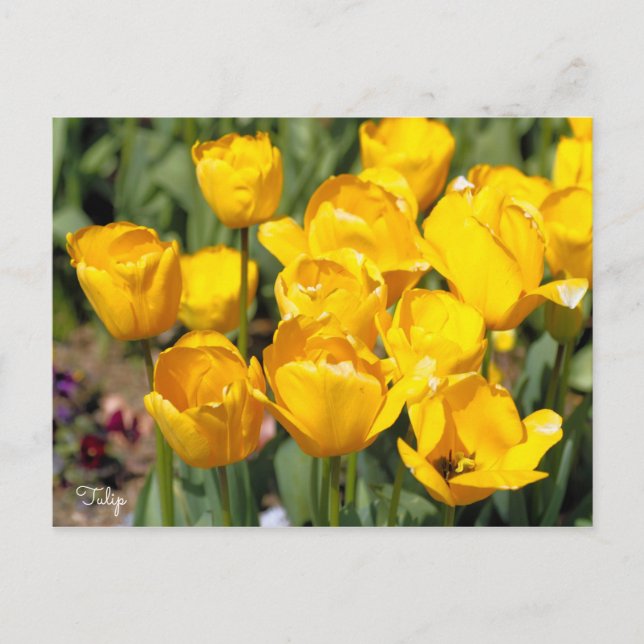 Postal Tulipán [postal] (Anverso)