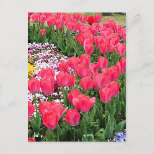 Postal Tulipán [postal]