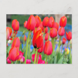 Postal Tulipán [postal]