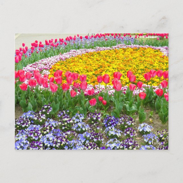 Postal Tulipán [postal] (Anverso)