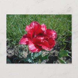 Postal Tulipán Rojo