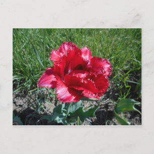 Postal Tulipán Rojo