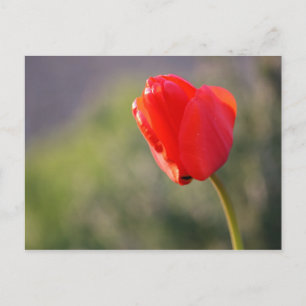 Postal Tulipán rojo brillante