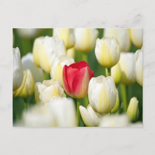 Postal Tulipán rojo en un campo de los tulipanes blancos (Anverso)