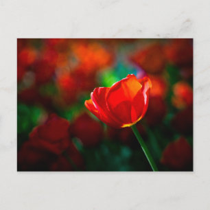 Postal Tulipán rojo - Misterio de la floración