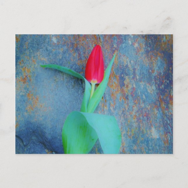Postal Tulipán rojo sobre pizarra gris azul (Anverso)