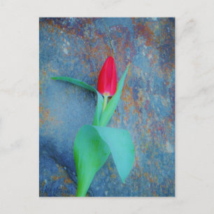 Postal Tulipán rojo sobre pizarra gris azul