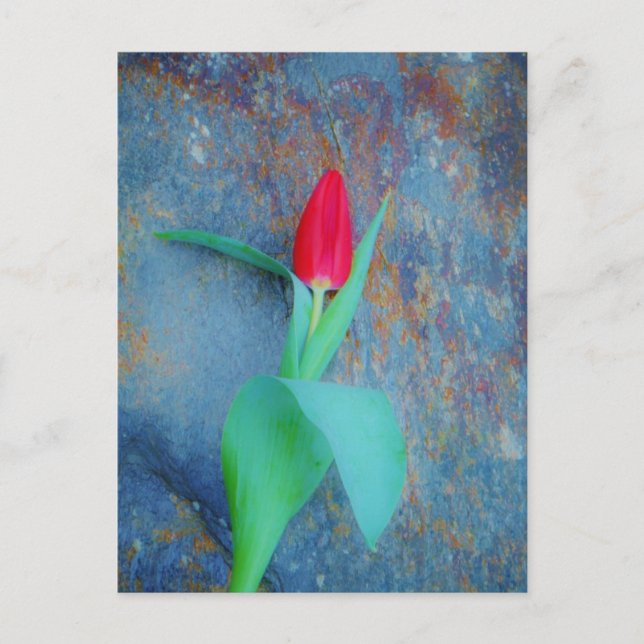 Postal Tulipán rojo sobre pizarra gris azul (Anverso)