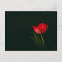 Tulipán rojo único