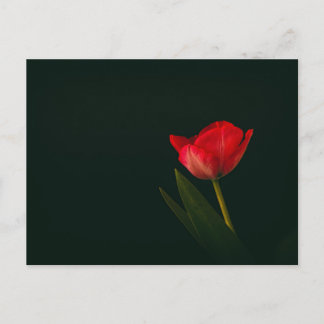 Postal Tulipán rojo único