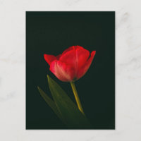 Tulipán rojo único