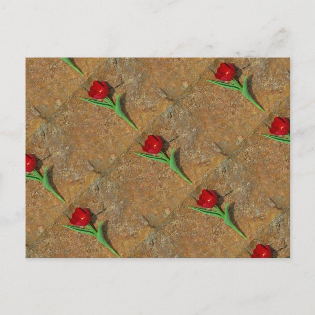 Postal Tulipán rojo y amarillo (Anverso)