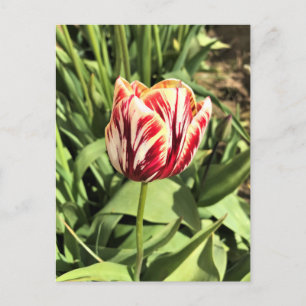 Postal Tulipán rojo y blanco